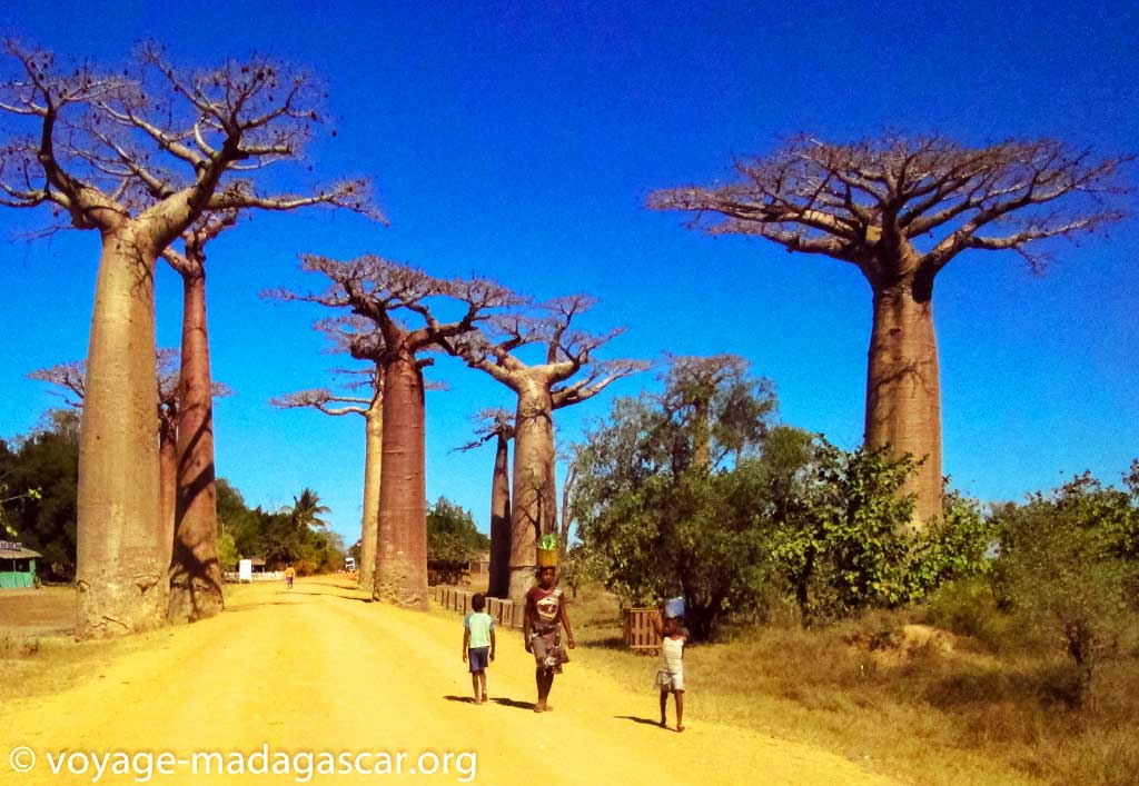 Allée des baobabs