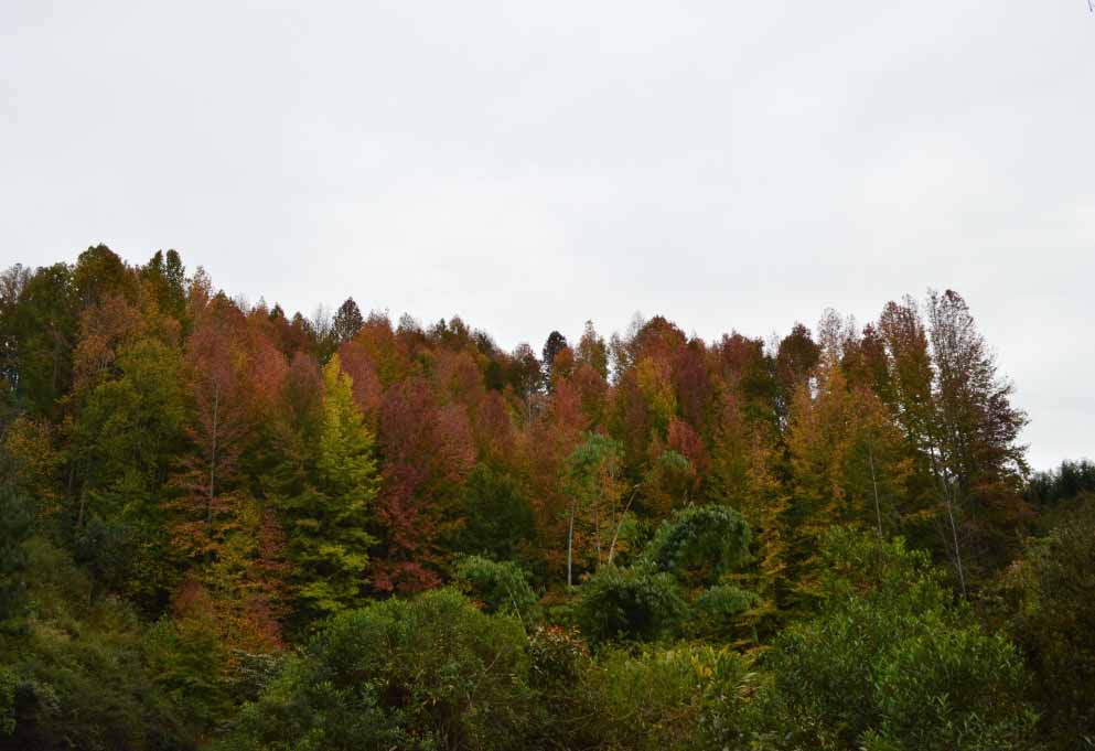 A part of the forest in Madagascar