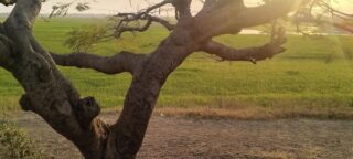 Arbre
