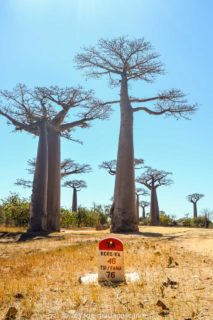 Avenue des Baobabs à Morondava Madagascar