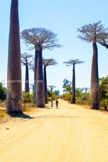 Avenue of the baobabs