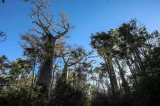 BAOBAB