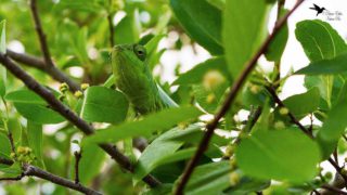 Caméléon de Madagascar