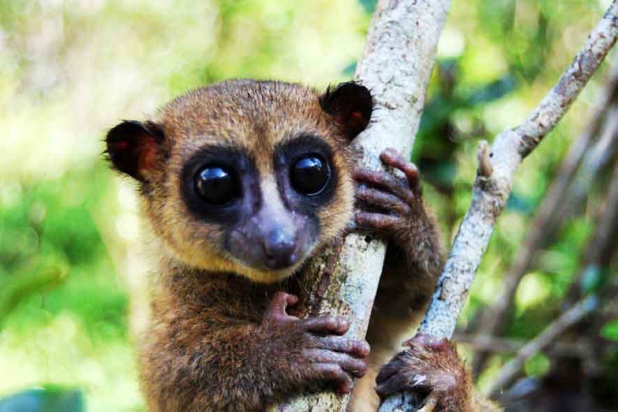 Cheirogaleus grovesi une nouvelle espèce de lémurien découverte à Madagascar