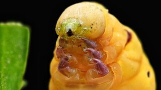Aliments à éviter lors de vos voyages à Madagascar : les Chenilles bien gras