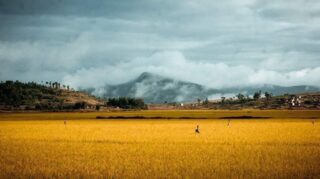 Culture de riz à Faratsiho