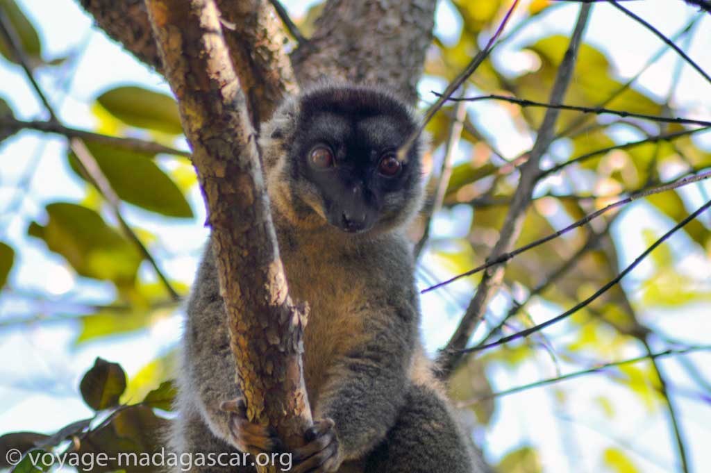 Eulemur fulvus d'Ankafobe