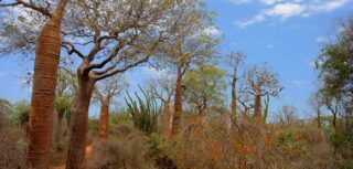 Bush de Madagascar