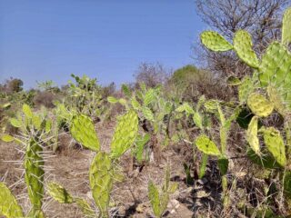 Grand cactus