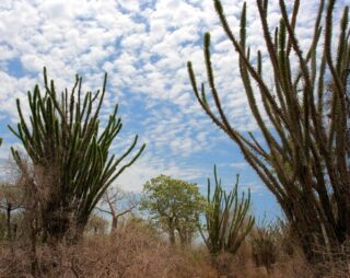 Grands cactus