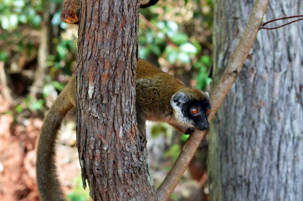 Lémurien de Madagascar