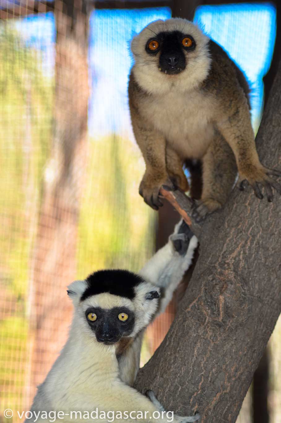 Que Faire à Madagascar ? Voir les lémuriens qui sont des richesses endémiques de la faune de Madagascar