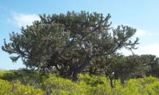 Large Trees