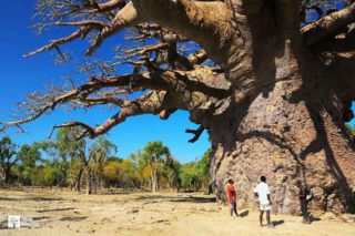 Le plus gros baobab de Madagascar