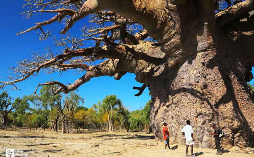 Le plus gros baobab de Madagascar