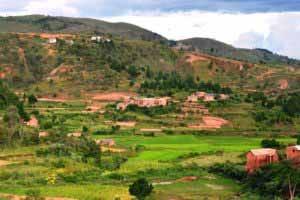 Le riz se répand dans tout Madagascar