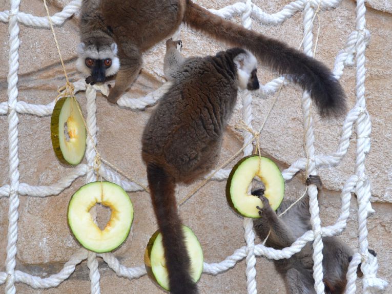 Lémuriens de Madagascar au Rio Safari Park