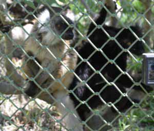 Lémurs Macaco