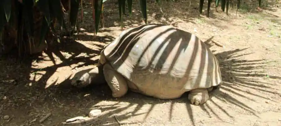 Madagascar Tortoise