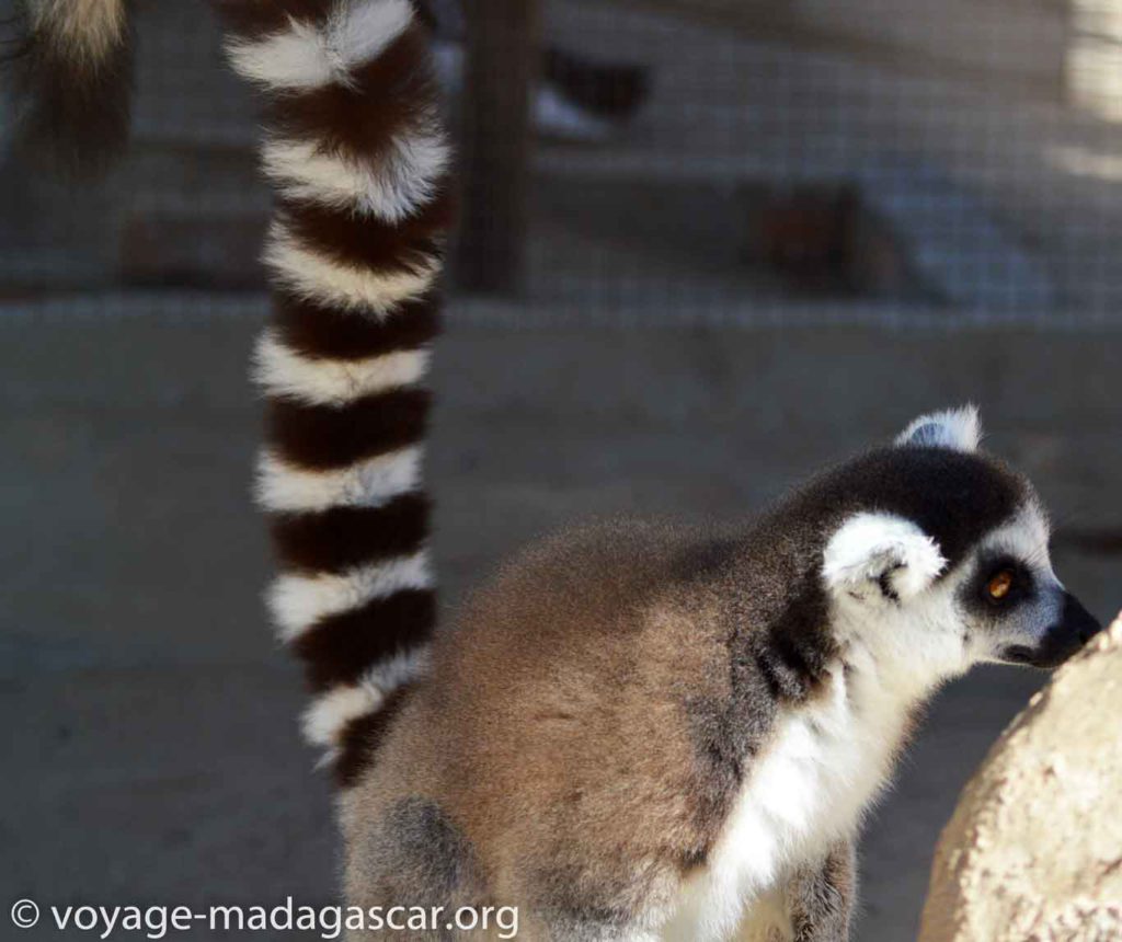 Maki de Madagascar