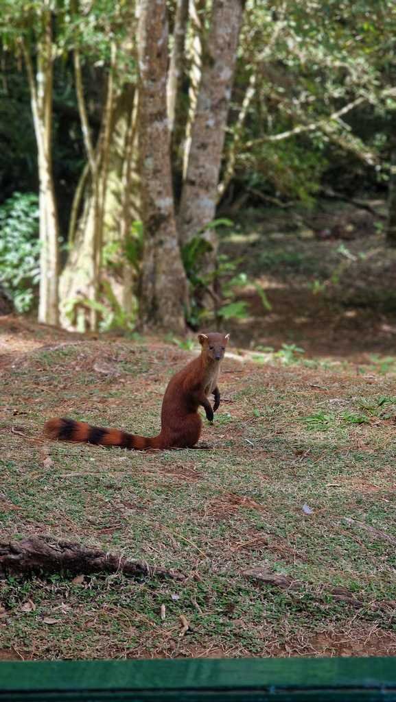 Mangouste dans le parc montagne d'Ambre