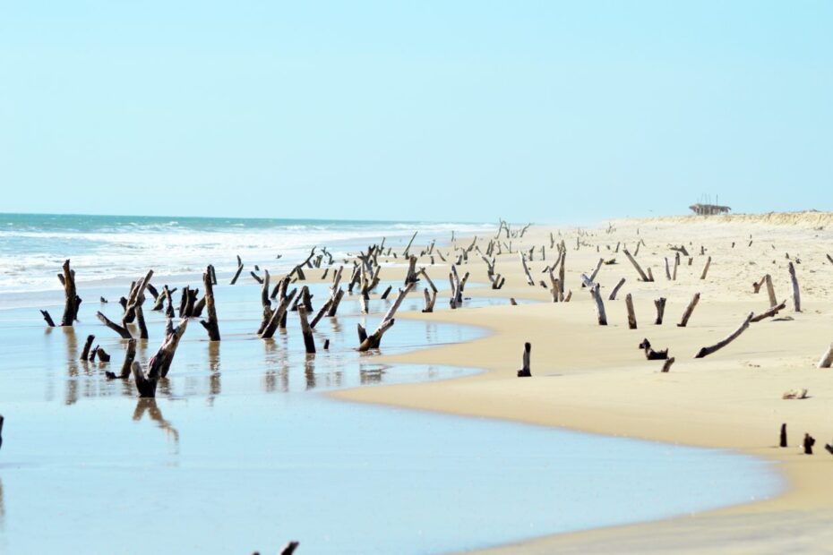 Mangroves sur la plage