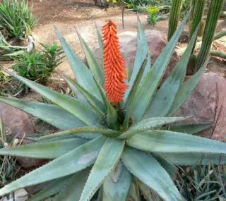 Native Plant