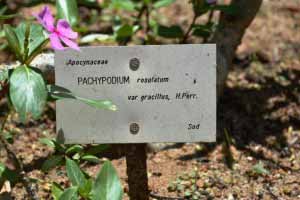 Pachypodium rosulatum