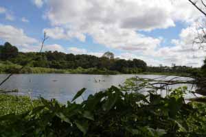 Parc de Tsarasaotra ou l'ile aux oiseaux