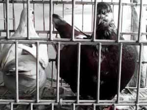 Pigeon a 6 million la paire