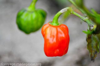 Piment rouge