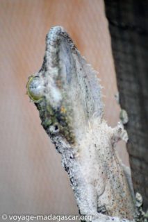 Portrait d'un uroplatus