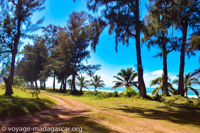 Pretty sandy beach with coconut trees