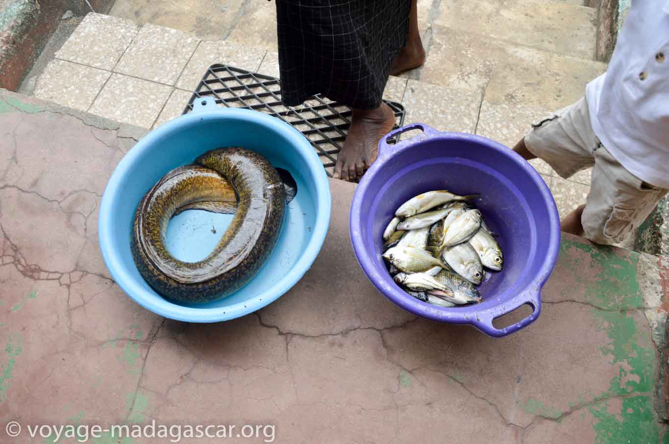 Résultat de la pêche à Ambila-Lemaitso