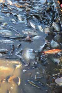 Rassembler les poissons dans un récipient