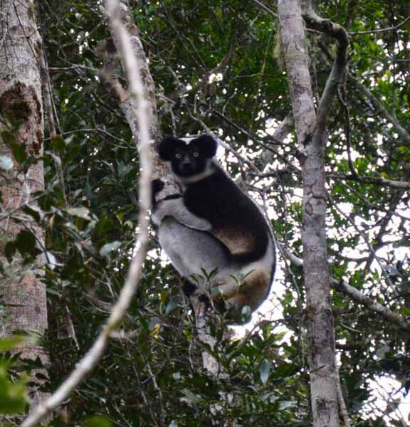 Rencontrer un babakoto est l'une des raisons de visiter Madagascar