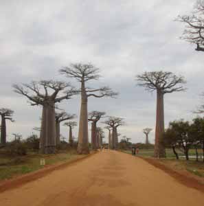 Allée des baobabs