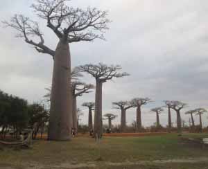 baobab de madagascar