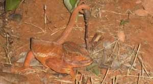 Caméléon de Madagascar en train de changer de couleur