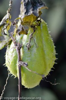 chouchou ou Chayote