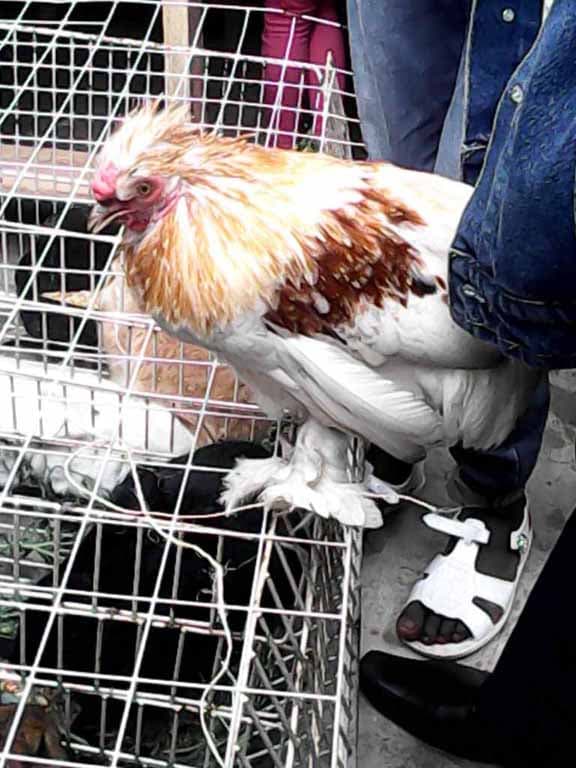 Foire de l'élevage et de la production animale à Madagascar coq couvert de plume jusqu’aux pattes