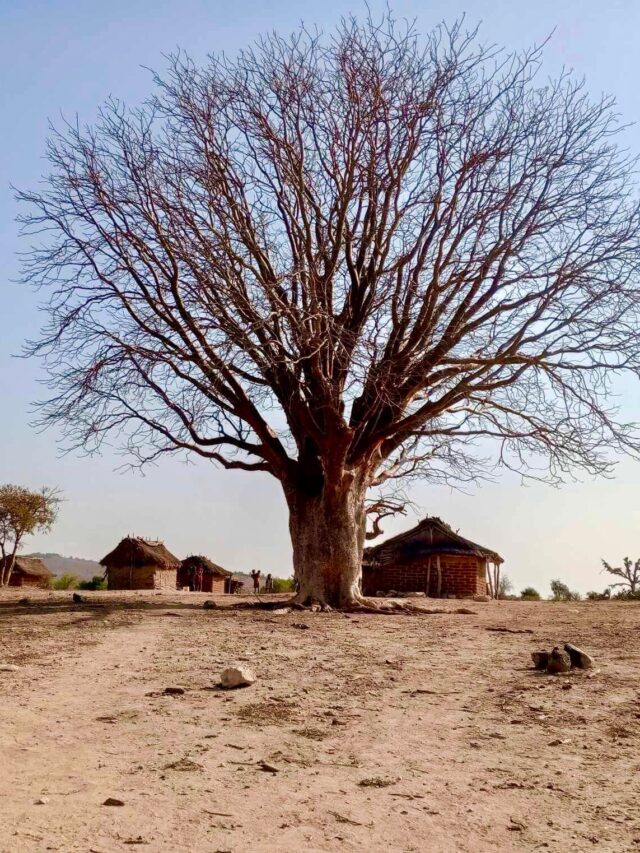 Antanimora