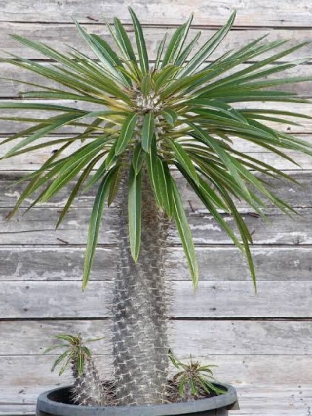 Palmier de Madagascar : plante d’intérieur de la semaine