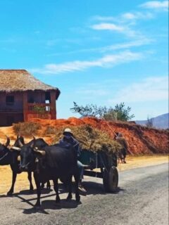 Zebu