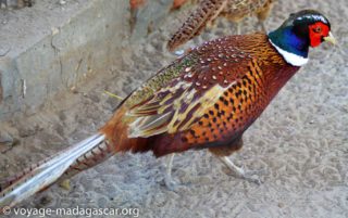 Faisan doré de Madagascar