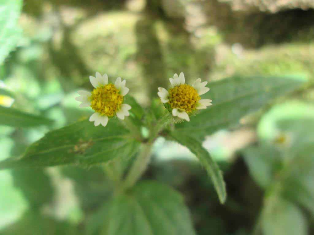 Fleur sauvage de madagascar 2