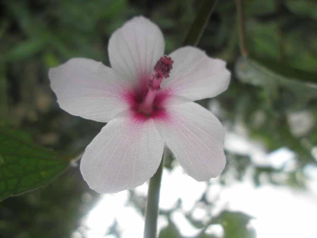 Fleur sauvage de madagascar 3