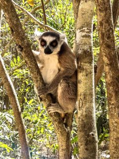 lémurien dans le parc isalo