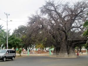 le grand baobab au bord de la mer de majunga
