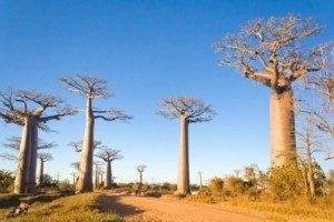 Séjour madagascar tout inclus